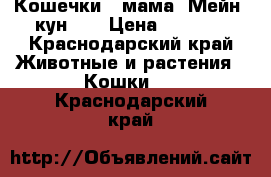 Кошечки.  мама  Мейн. кун.   › Цена ­ 1 500 - Краснодарский край Животные и растения » Кошки   . Краснодарский край